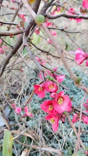 Цветет Айва японская (хеномелесе) - Его плоды съедобны смотреть онлайн