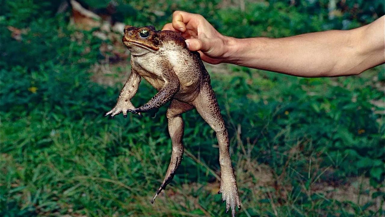 Жабы-Монстры... Самые огромные лягушки в мире! смотреть онлайн