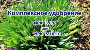 Нарциссы.Уход и подкормки с ранней весны до осени. Что