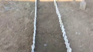 Посадка ремонтантной малины в грядку из шифера осенью