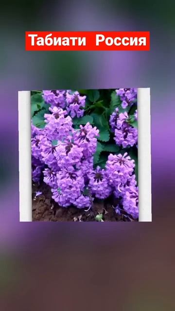 #Табиати Россия смотреть онлайн