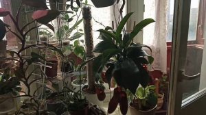 Приспособила подставки под цветы