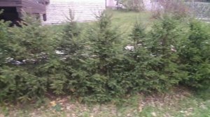 Посадка живой изгороди из Ели Сибирской