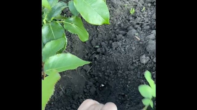 Про перешиповку роз.
Полезность☝️