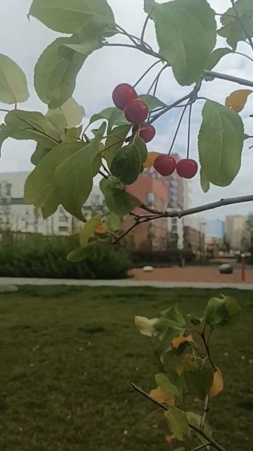Екатеринбург•Солнечный•Снять квартиру | Клининг•Эк смотреть онлайн