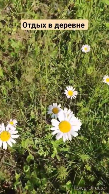 Отдых в деревне #счастьевпростом #вороновы #елизавета смотреть онлайн