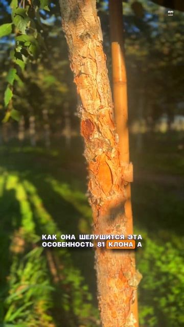#береза #питомникрастений #сад #питомниксавватеевых #ga смотреть онлайн