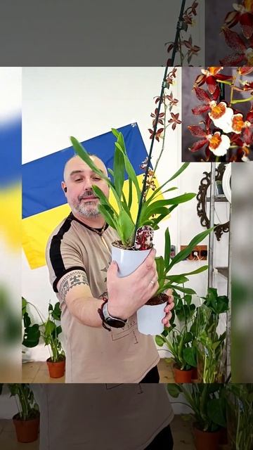 Орхидеи Камбрия Брауни, цена 250 гривен! Бронь в вайбер 0 смотреть онлайн