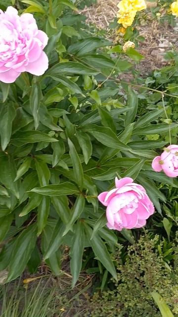 Пион Princess Margaret смотреть онлайн