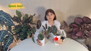 АЛОКАЗИЯ Медная Ред Секрет (Сuprea Red Secret): 4 месяца на фит?