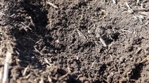 Чем и как сеять лен