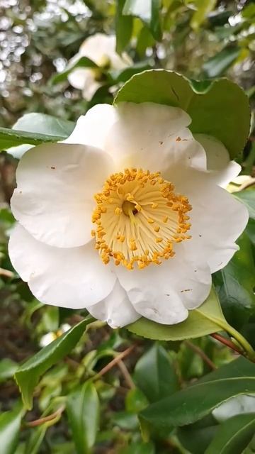 Всем мира и добра! Цветёт камелия! смотреть онлайн