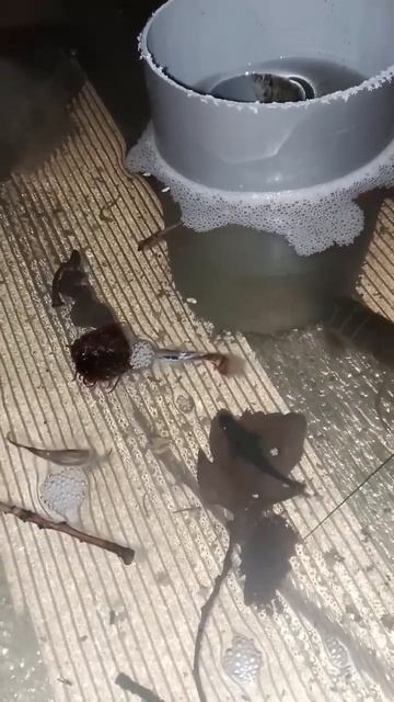 Рыбы уже во всю едят, а рак так и не достаёт смотреть онлайн