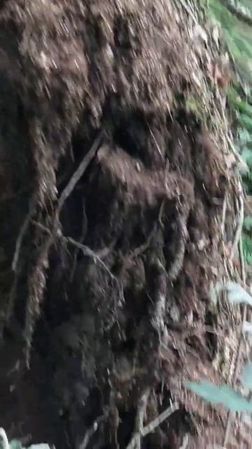 Ураган свалил берёзу, подняв её корень с землёй на 2 ме? смотреть онлайн