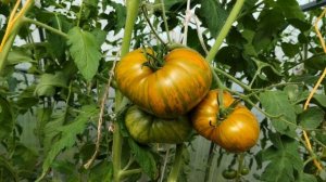 Томат Зебра желтая. Урожайный трудяга!