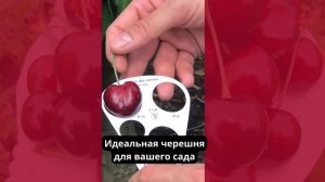 Гигантская Черешня "Гигант Ред"