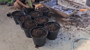 Посадка голубики в горшки.