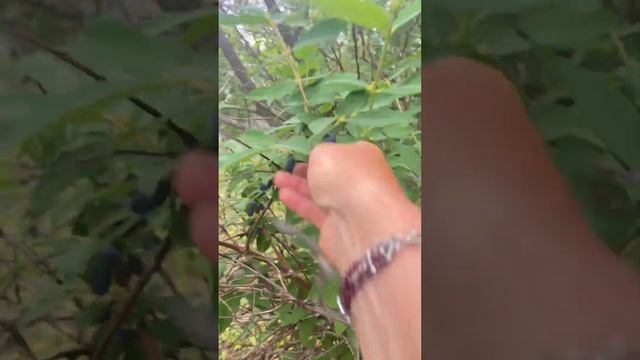 И жимолость собрали, и по лесу погуляли, и под дождик н?