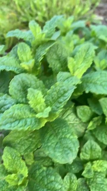 Вот такая уже мята🍀 смотреть онлайн