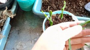 Рипсалис парадокса Rhipsalis paradoxa