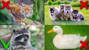 Сборник Пазлы животные для детей. Домашние, Лесные и ?