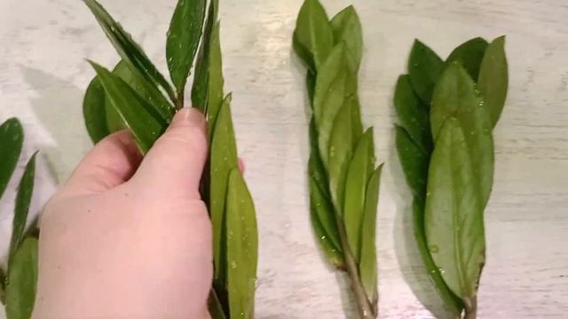 100 дней пересадки: замиокулькас суприм (пирамида) | Зам? смотреть онлайн