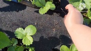 Добрый вечер, вся в работе вышла на минуточку🤣🤣👍