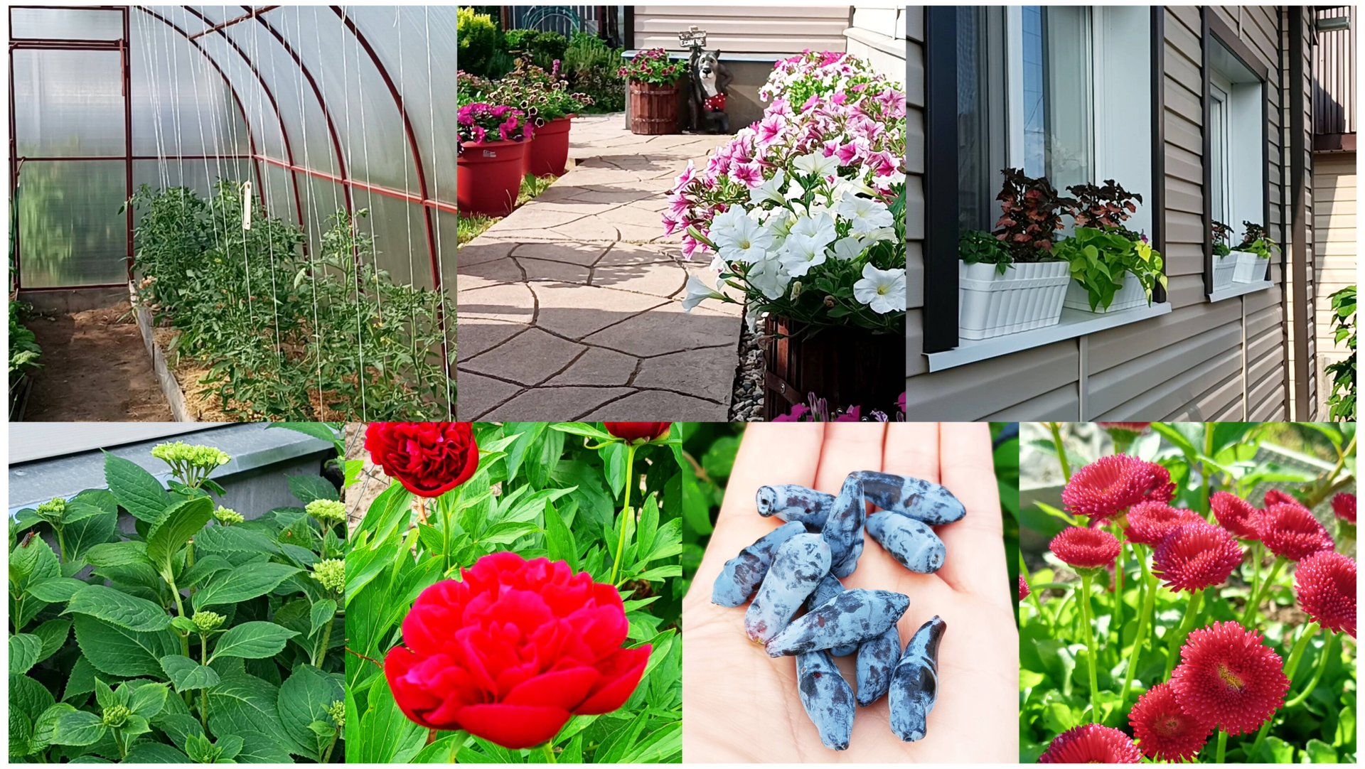 Всё получилось как запланировала. Наконец-то навела порядок теплице. Витамины с куста. Гортензии. смотреть онлайн