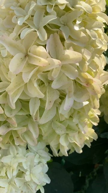 Метельчатая гортензия Скайфолл 😍 #метельчатыегортен смотреть онлайн