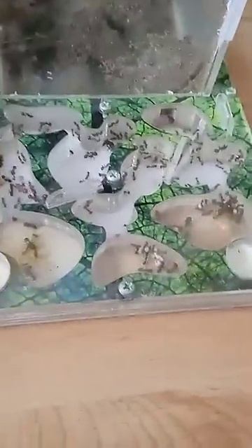 24.03.25 что будет, если муравьев оставить на свету? 🐜💥 смотреть онлайн