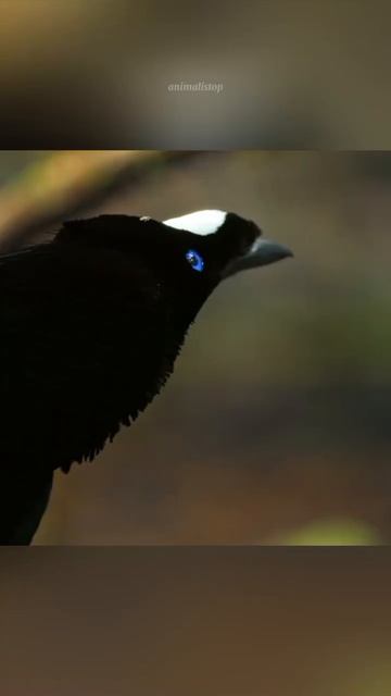 Чудеса природы! Есть чему поучиться у птиц! #птицы #при? смотреть онлайн