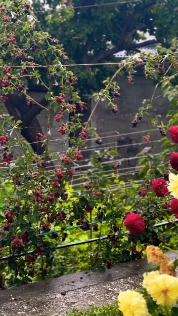 прекрасный вид в саду перед домом       #garden