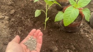 КИНЬТЕ в лунку при посадке ПЕРЦЕВ и дадут много урожая