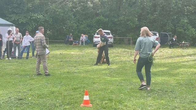 2 Отл. СС Ural Land ESTER +++ №25. КЧК ТОЛЬЯТТИ 24 мая`25 А.Сороко Моно немецких овчарок