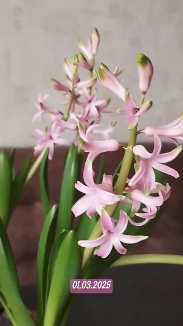 У гиацинтов весна по расписанию🌷#весна #первоцветы #к смотреть онлайн