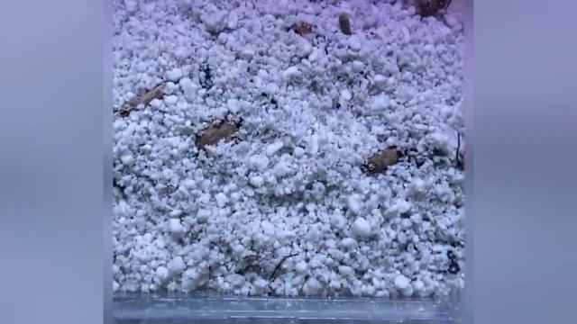 Проращивание георгинов смотреть онлайн