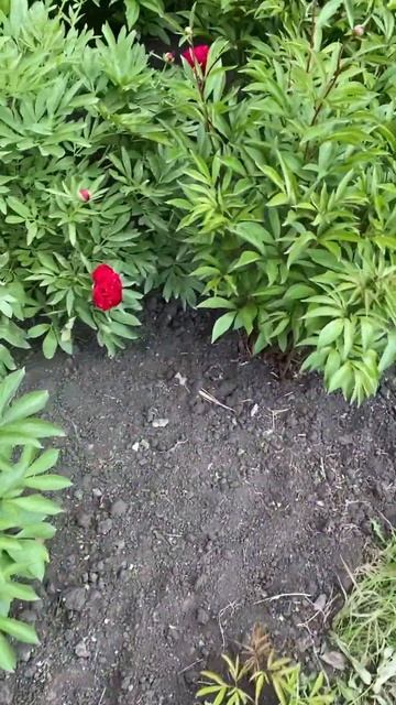 Мои любимые! Какие красавцы! #белгород #пионы смотреть онлайн