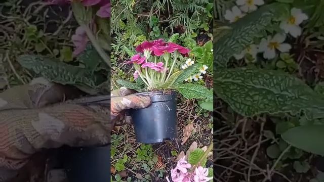 28.04 посадка примулы #nature #цветы #дача #сад #flowers #garden #plant # смотреть онлайн