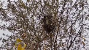 PLASTILIN. МЕДНЫЙ ДЖЕКПОТ! ПОИСК МЕДИ И ЛАТУНИ НА СВАЛКЕ. МЕ