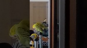попугаи красуется перед зеркалом