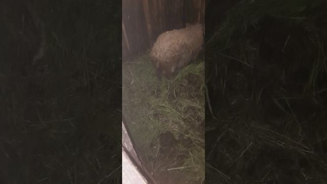 венгерская мангалица первый опорос и 7штук маленьких крох смотреть онлайн