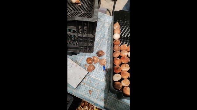 Обзор луковиц 2025 по сортам. Сухие. Нехватка. Сроки поса смотреть онлайн