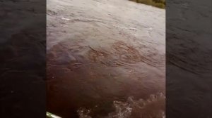 Вездеход АТС 59 по болоту