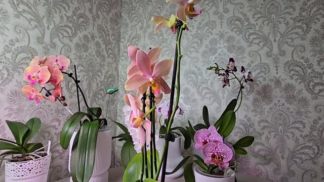 #10 Мини обзор орхидей (FM-1667 и звездочка-полосатик) смотреть онлайн