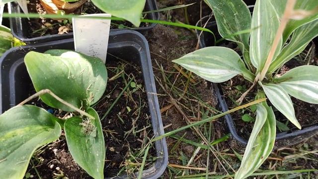 Хоста из семян...Продолжение Обзора моих сеянцев хост ? смотреть онлайн