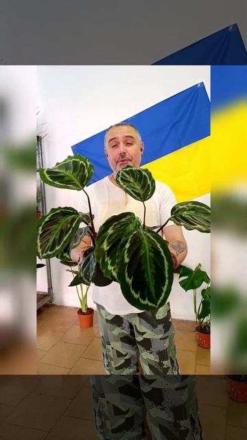 Калатея Медальон, цена 280 гривен! Бронь в вайбер 0996782355 # смотреть онлайн