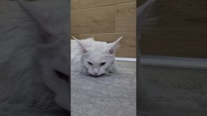 Стрижка Мейн-куна ❤️🥰