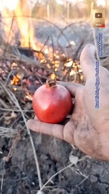 Природа Наша #курды #russia #природа #фрукты #гранаты #nature #