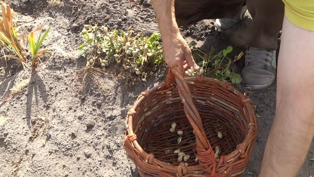 Иду на огород, копаю арахис. смотреть онлайн