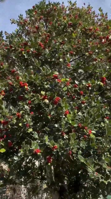 Роскошный боярышник california nature